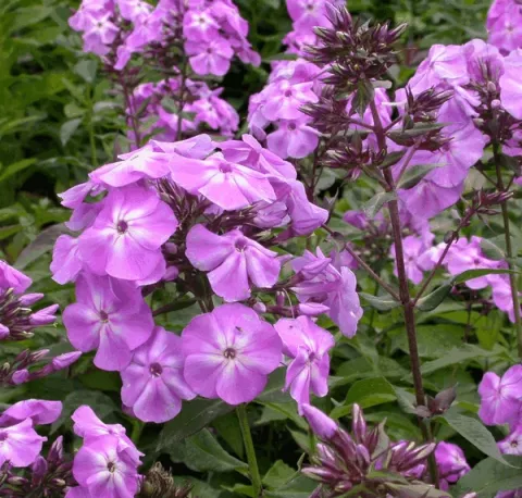 Phlox (P) 'Blue Boy'