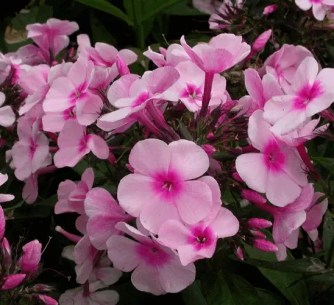 Phlox (P) 'Bright Eyes'