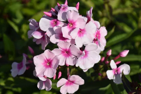 Phlox (P) 'Bright Eyes'