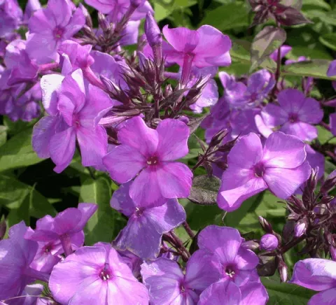 Phlox (P) 'Blue Paradise'
