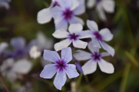 Phlox divar. 'Chattahoochee'