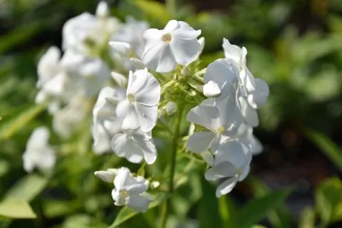 Phlox (P) 'David'