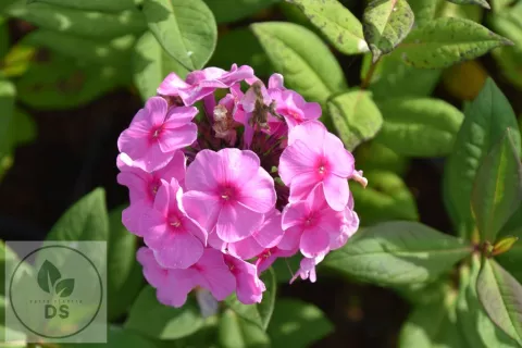 Phlox (P) 'Eva Cullum'