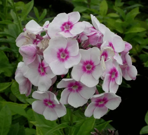 Phlox (P) 'Europa'