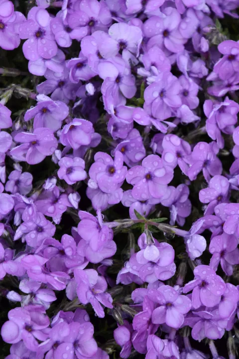 Phlox (D) 'Eva'