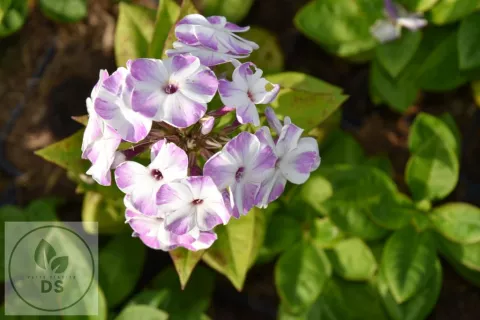 Phlox (P) 'Flame Lilac Star'
