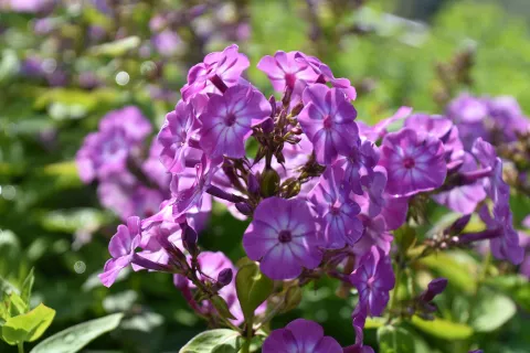 Phlox (P) 'Flame Purple Eye'