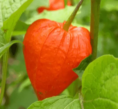 Physalis alkekengi var. franchetii