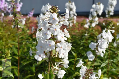 Phlox (M) 'Omega'