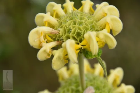 Phlomis russeliana