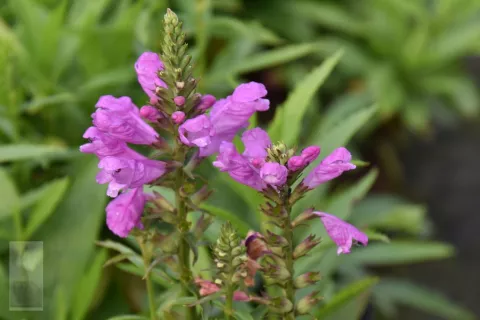 Physostegia virg. 'Vivid'