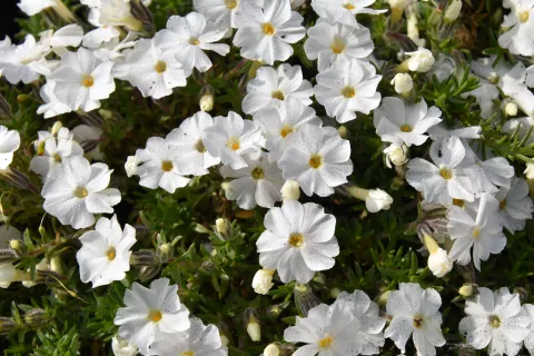 Phlox (D) 'White Admiral'