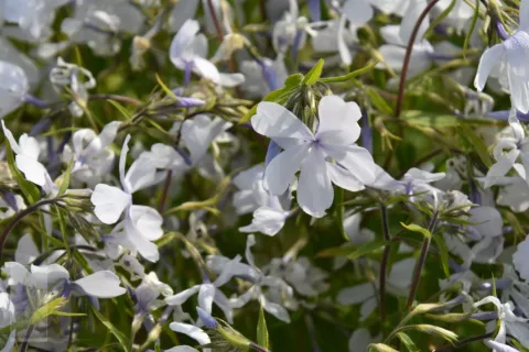 Phlox divar. 'White Perfume'