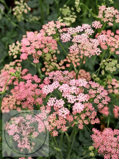 Pimpinella major 'Rosea'