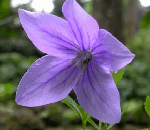 Platycodon grand. 'Fuji Blue'