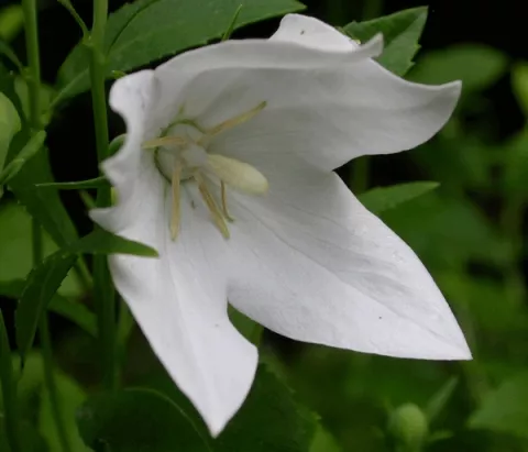 Platycodon grand. 'Fuji White'