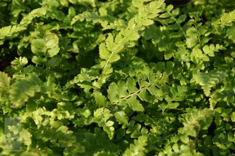 Polystichum aculeatum