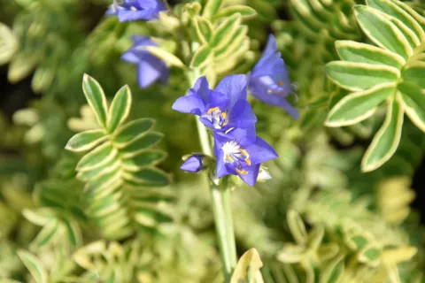 Polemonium caer. 'Brise d'Anjou' ('Blanjou')