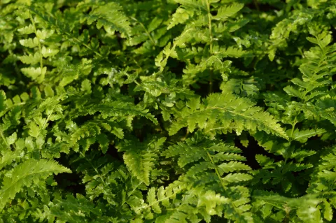 Polystichum braunii