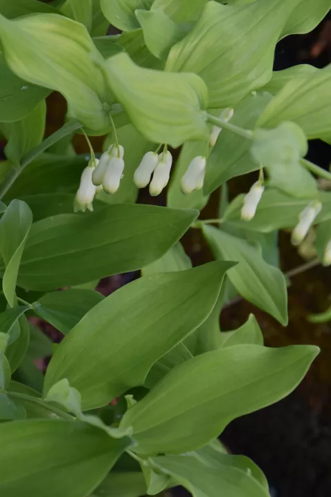Polygonatum commutatum (=biflorum)