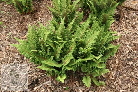 Polystichum set. 'Congestum'