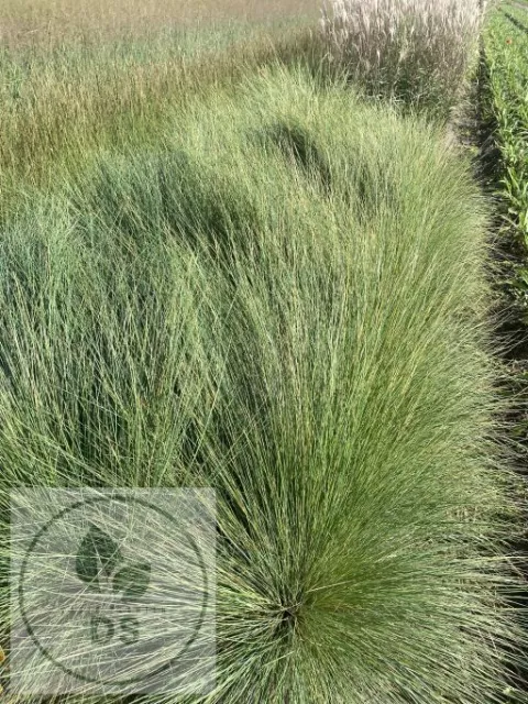 Poa labillardieri