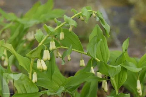 Polygonatum multiflorum