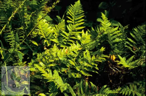 Polystichum rigens