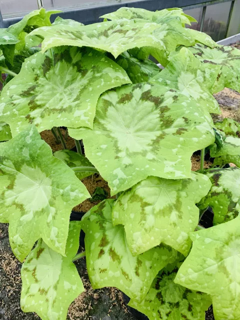 Podophyllum 'Spotty Dotty'