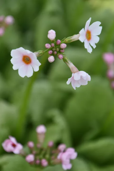 Primula japonica 'Apple Blossom'