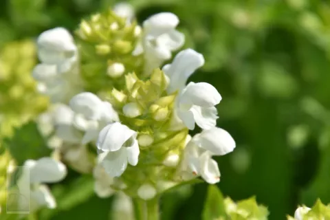 Prunella grand. 'Alba'