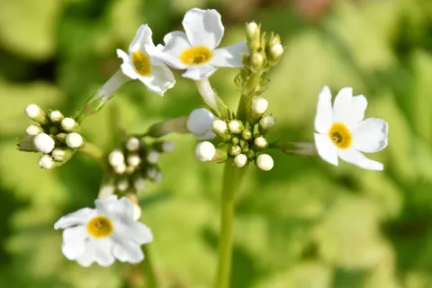 Primula japonica 'Alba'