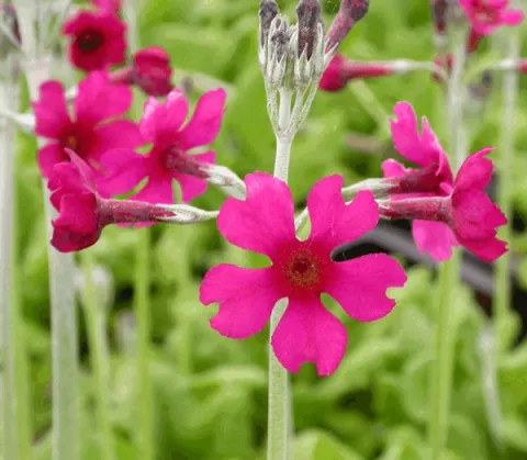 Primula bulleesiana