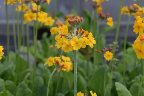 Primula bulleyana
