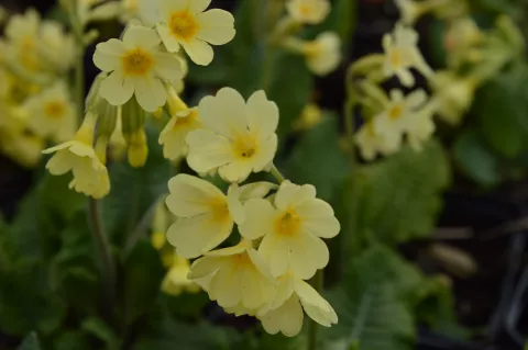 Primula elatior - wildvorm