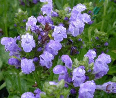 Prunella grandiflora