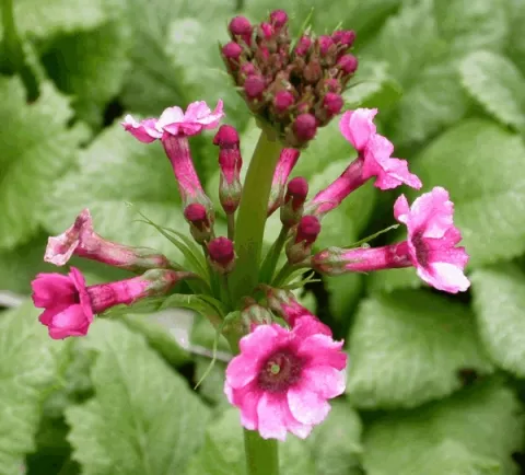 Primula japonica 'Miller's Crimson'