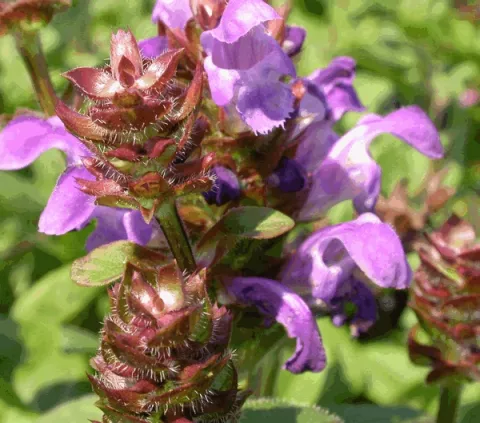 Prunella grand. 'Pink Loveliness'