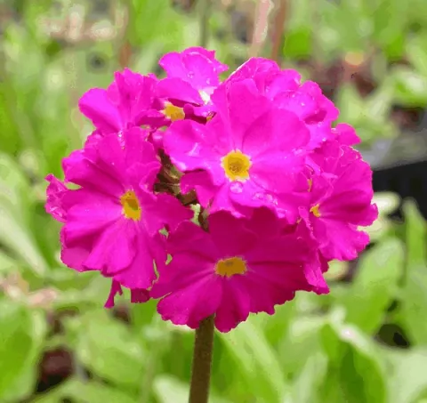 Primula dent. 'Rubin'