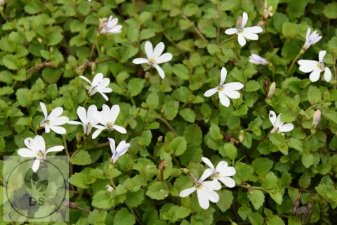Pratia angulata 'Treadwellii'