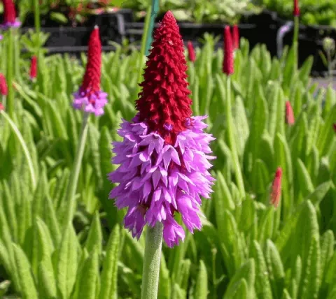 Primula vialii