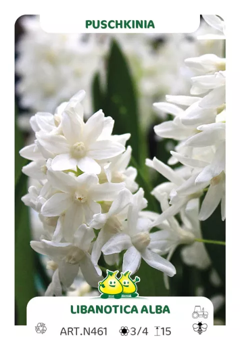 Puschkinia libanotica 'Alba'