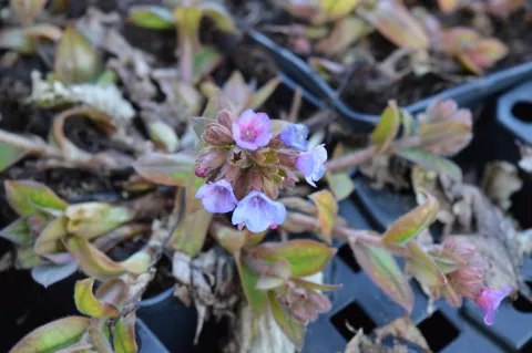 Pulmonaria ang. 'Azurea'