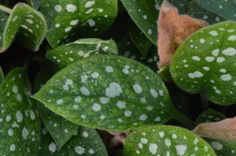 Pulmonaria sacch. 'Leopard'