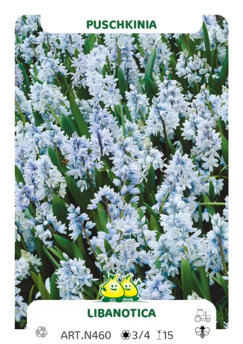 Puschkinia libanotica