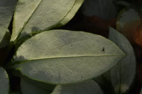 Pulmonaria 'Majesté'