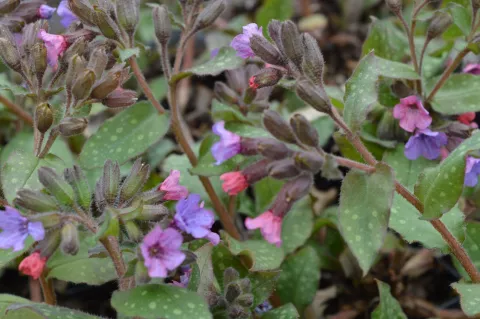 Pulmonaria sacch. 'Mrs Moon'