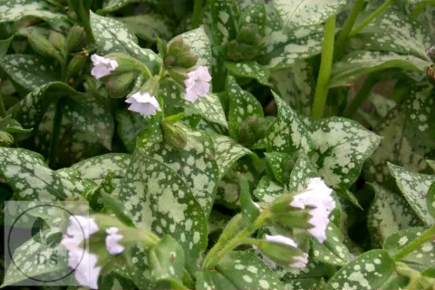 Pulmonaria 'Moonshine'