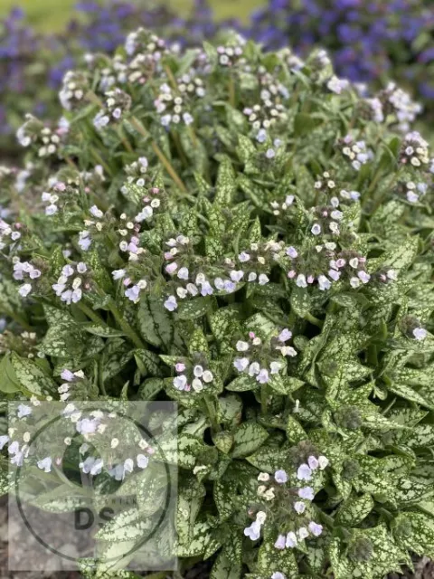 Pulmonaria 'Opal'