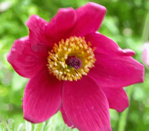 Pulsatilla vulg. 'Röte Klocke'
